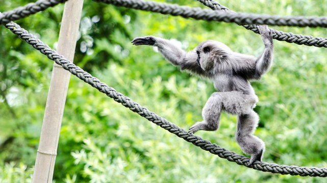 Cute Silvery gibbon walking on a rope during the daytime