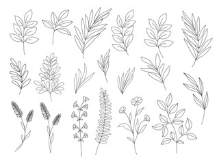Botanical clip art. Line art vector wildflowers sketch. Line drawn leaves and branches