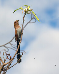 The Squirrel Cuckoo also knows Cat Soul or Cuckoo Ardilla eating insects. Species Piaya cayana. Animal world. Bird lover. Birdwatching. birding.
