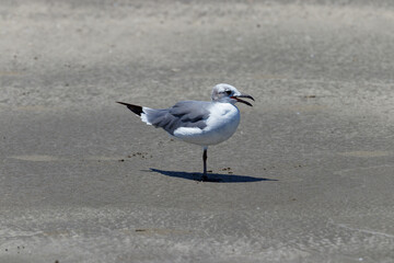 seagull on the beach