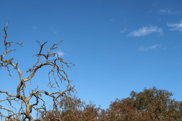 tree branches against sky