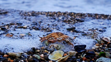 dead crab on the beach