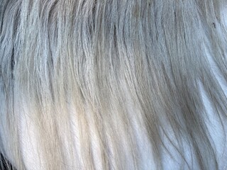 Close up of horse mane