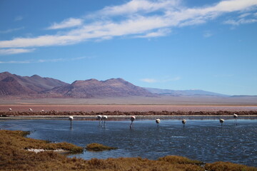 Desert landscape of northwestern Argentina