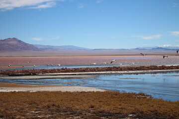 Desert landscape of northwestern Argentina