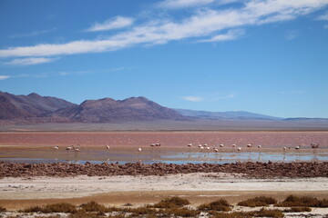 Desert landscape of northwestern Argentina