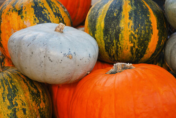 Different types of pumpkins: orange, gray, yellow-green, stand on a street stall. Different colored autumn vegetables. Multicolored background. Autumn.