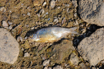 Dead fish lie on the shore because the river water was contaminated.  Environmental (ecological) disaster 2022 river Oder (Odra), Poland. Water poisoning. Destruction.