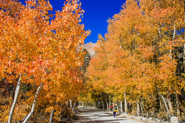 Naklejka premium Aspen trees along the road around North Lake near Bishop in Eastern Sierra, a very popular place to see fall foliage in California