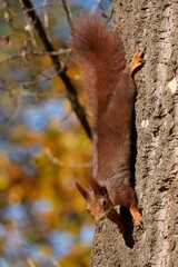 Eurasian red squirrel on a tree (Sciurus vulgaris)