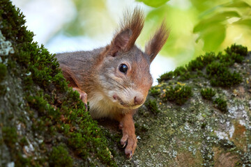 Naklejka na ściany i meble Eurasian red squirrel on a tree (Sciurus vulgaris)