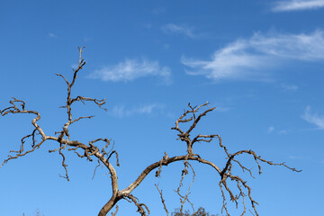 bare branches against blue sky