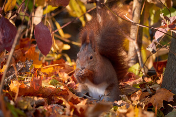Eurasian red squirrel with autumn leaves (Sciurus vulgaris)