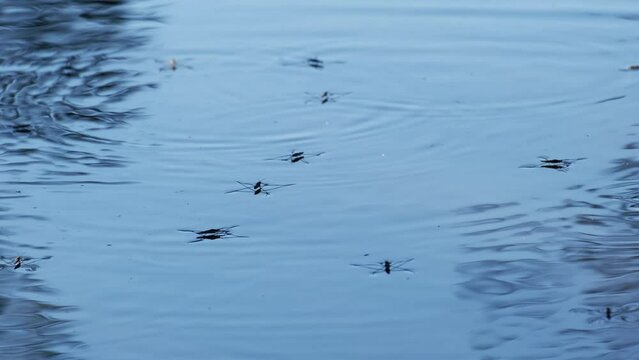 Water striders or skippers or scooters running and jumping on the beautiful blue water surface. Common pond skaters or skimmers above the lake in breeding season. Wetland insects or bugs in a pond. 4K