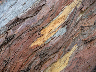 Tropical tree bark. Nice bark pattern.  Wooden pattern in different colors