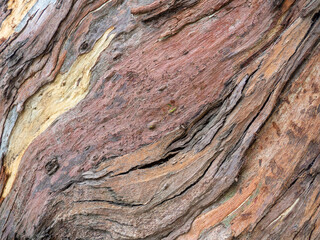 Tropical tree bark. Nice bark pattern.  Wooden pattern in different colors