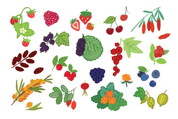 Berries healthy food vector illustrations set.