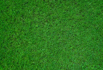 top view of green grass texture background for football field  golf or garden decoration. close up...