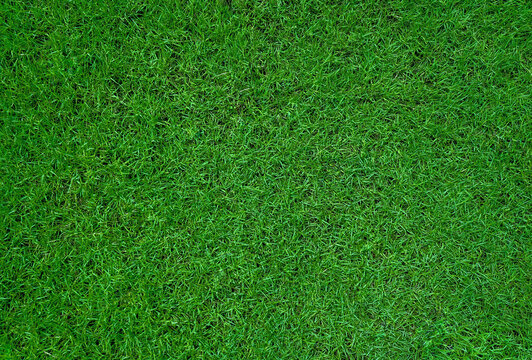 top view of green grass texture background for football field  golf or garden decoration. close up of natural green lawn texture background