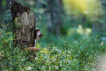 Autumn northern forest in the sun. Old rotten stump with tinder fungus, branches of withering blueberries with the remains of berries