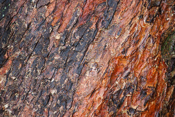 Background or texture of wet chestnut bark. Skin bark of tree after rain, Aesculus hippocastanum