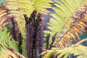 Blooming forest fern or Matteuccia struthiopteris. Closeup of autumn fern bush blooming in middle of autumn day in wild forest