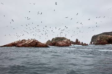 The Ballestas Islands are a group of islands near the city of Pisco, in Peru. They are made up of rock formations where an important marine fauna is found, with guano birds such as the guanay, the boo