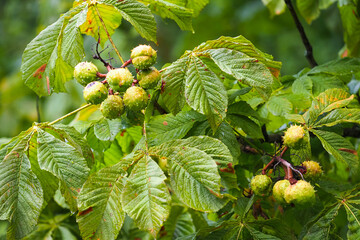 Chestnuts on a tree branch in fall. Horse Chestnuts or Aesculus hippocastanum in autumn after rain