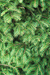 Christmas tree background. Green branches of spruce tree, background for christmas greeting or design. Christmas tree, Picea abies nidiformis