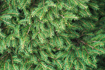Christmas tree background. Green branches of spruce tree