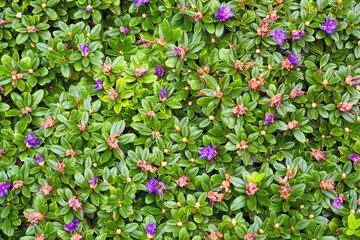 Rhododendron Impeditum, small evergreen rhododendron, leaves and flowers background, top view