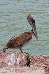 pelican