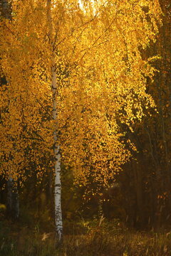 Birch in autumn with yellow leaves at sunset in which the light of the tree