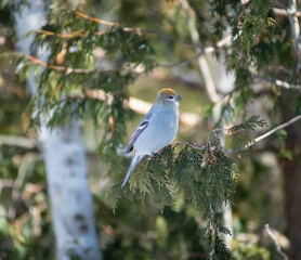 An Orange Grosebeak Perched In a Tree