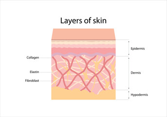 The structure and layers of the skin. Epidermis, dermis, hypodermis, collagen, elastin, fibroblast. - obrazy, fototapety, plakaty