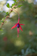 fuchsia flower in nature