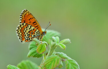 Melitaea arduinna 905