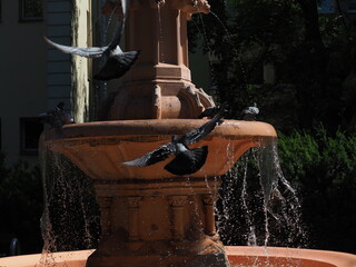 flying birds and the fountain