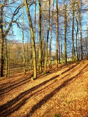 Fototapeta premium autumn in the park