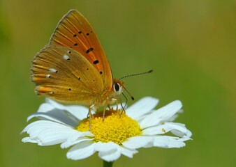  Lycaena virgaureae 848