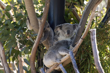 Quala Bear Asleep in a tree