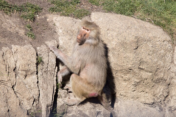 Young Baboon climbing a rock wall