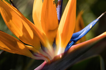 Orange Bird of Paradise blooming