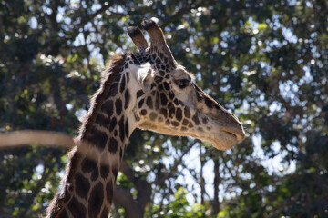 Giraffe with its head in the trees