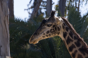 Giraffe with its head in the trees