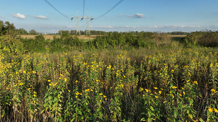 Blossom yellow Jerusalem artichoke plant Helianthus tuberosus topinambur sunroot sunchoke or earth apple, sunchoke wild sunflower flowers invasive and expansive species bloom flower dangerous