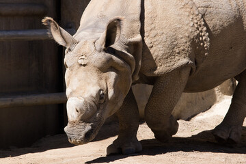 Rhinoceros in the sunshine