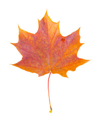 autumn maple leaf on transparent background