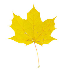 autumn maple leaf on transparent background