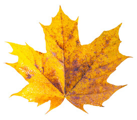 autumn maple leaf on transparent background